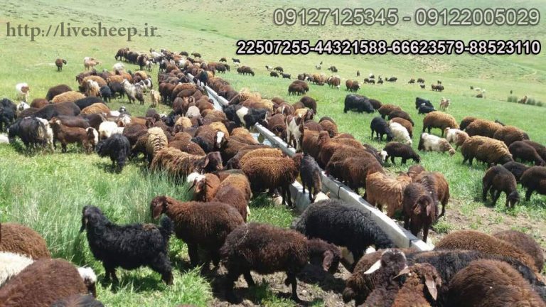 فروش عمده و نرخ تولیدی گوسفند زنده