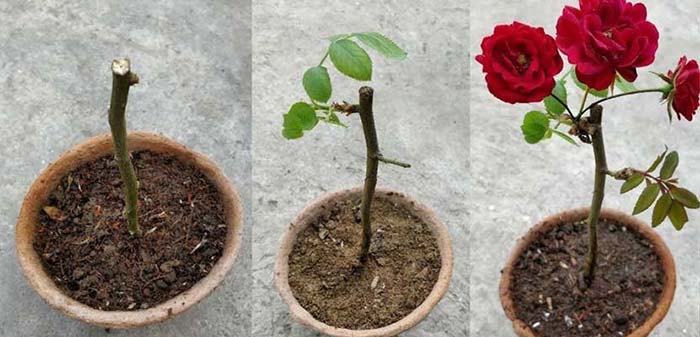 4 نکته مهم برای پرورش گل رز آپارتمانی در منزل