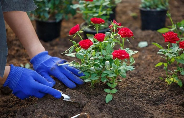 کاشت و تکثیر گل رز در باغچه