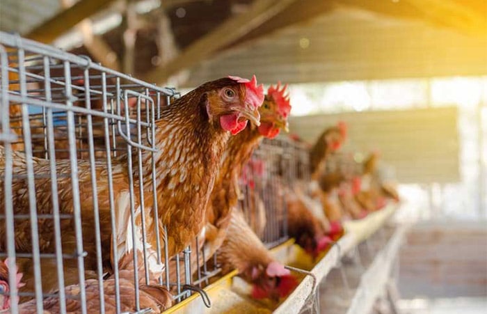 محافظت مرغ در برابر بیماری ها