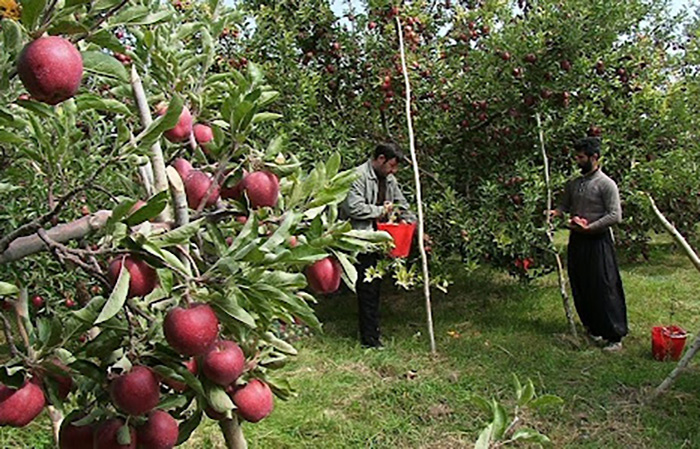 باغات سیب مراغه