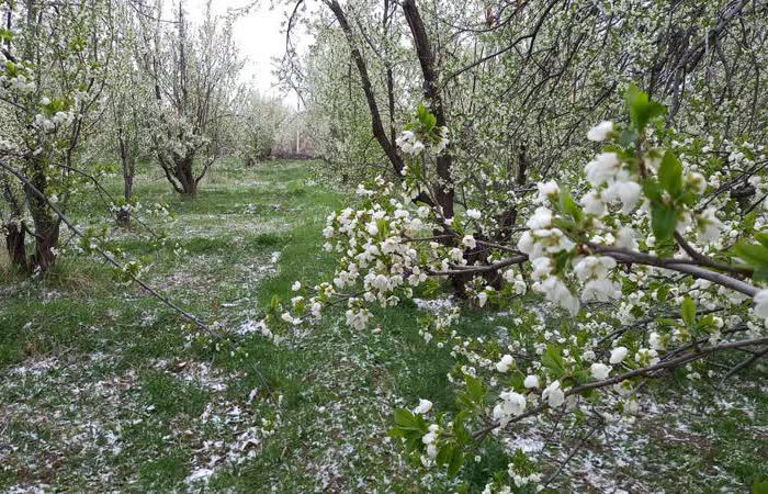 نقش باغات و کشاورزی در اقتصاد مراغه